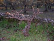 La poda. Hervs, Cceres